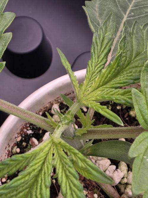 HSC: Jelly Donutz /w AN. Week 2 - topping - plant 1