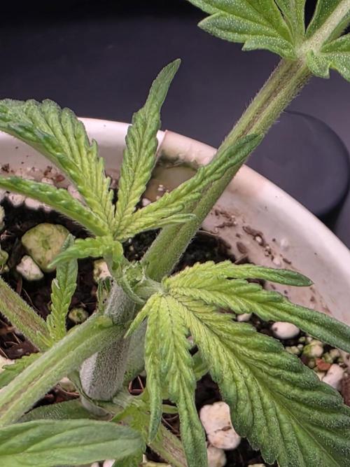 HSC: Jelly Donutz /w AN. Week 2 - topping - plant 2