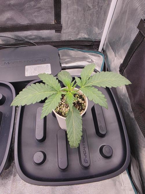 Jelly Donutz. Week 2