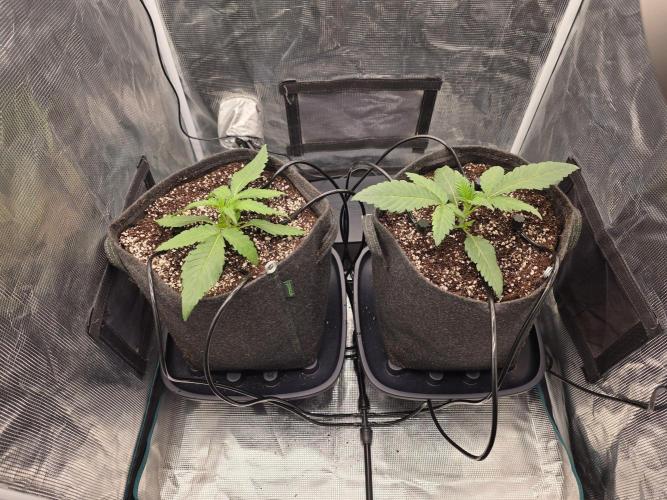 HSC: Jelly Donutz /w AN. Week 3 - Right after transplant