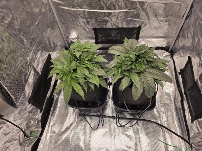 HSC: Jelly Donutz /w AN. Week 4
