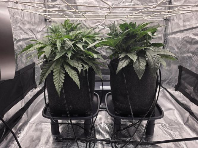 Jelly Donutz. Week 4