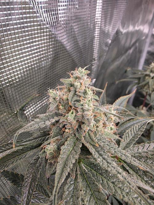 Jelly Donutz. Week 5