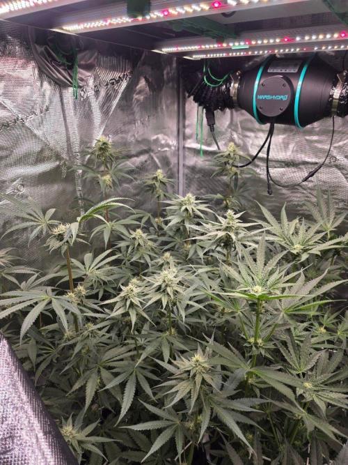 Jelly Donutz. Week 9