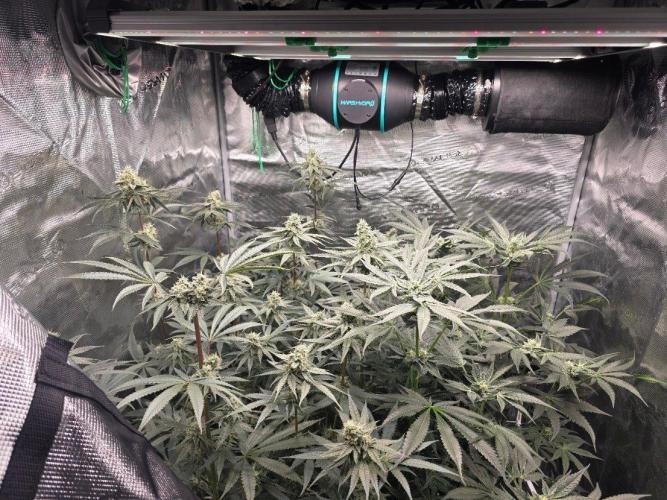 Jelly Donutz. Week 10