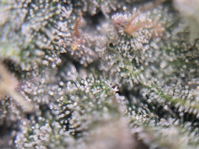 Jelly Donutz. Week 11