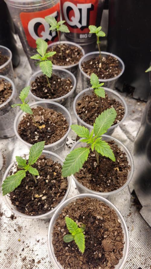 Pheno hunt #. Week 1