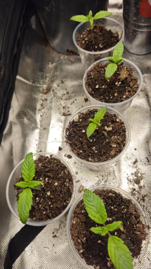 Pheno hunt #. Week 1