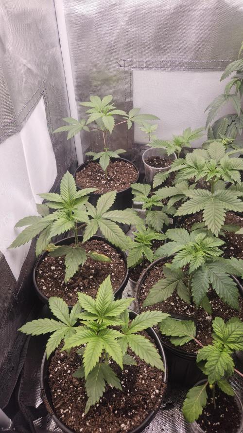 Pheno hunt #. Week 2 - Sunburnt Denali mainly /bay