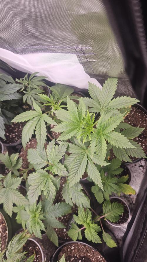 Pheno hunt #. Week 2 - Cherry rainbows 808