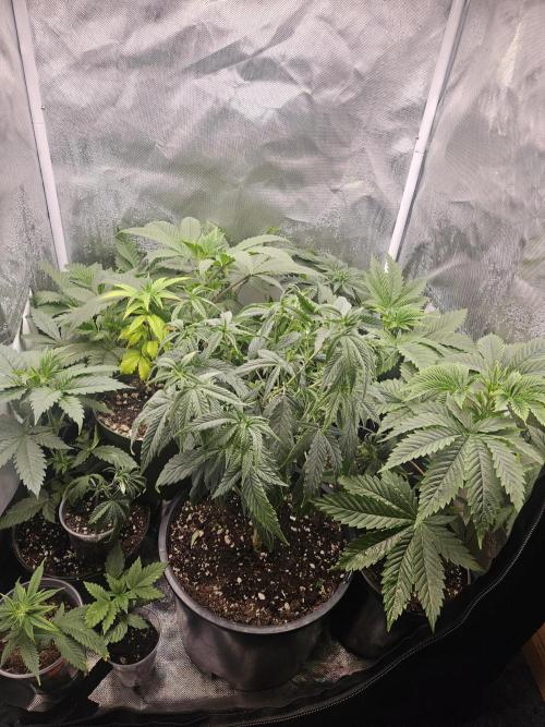 Pheno hunt #. Week 3 - 5 sunburnt Denali left 4 cherry rainbows on the right. 