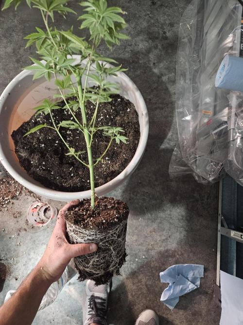 Pheno hunt #. Week 4 - Root mass transplanted into 5gl