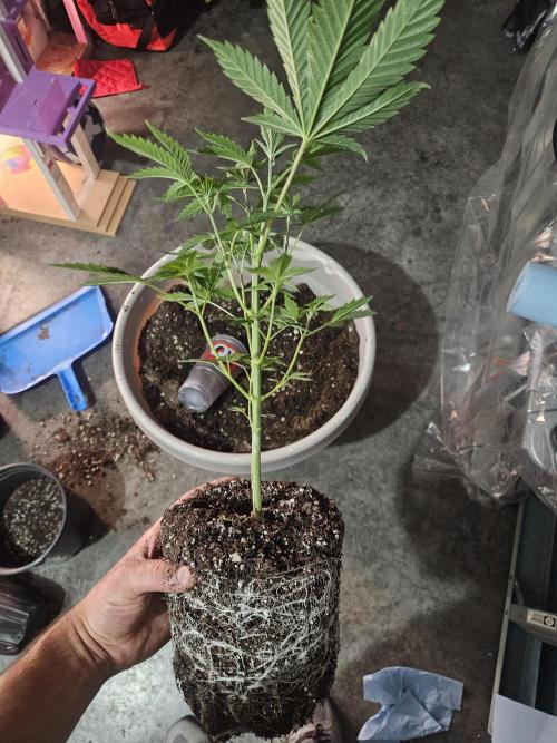 Pheno hunt #. Week 4 - Root mass transplanted 5gl