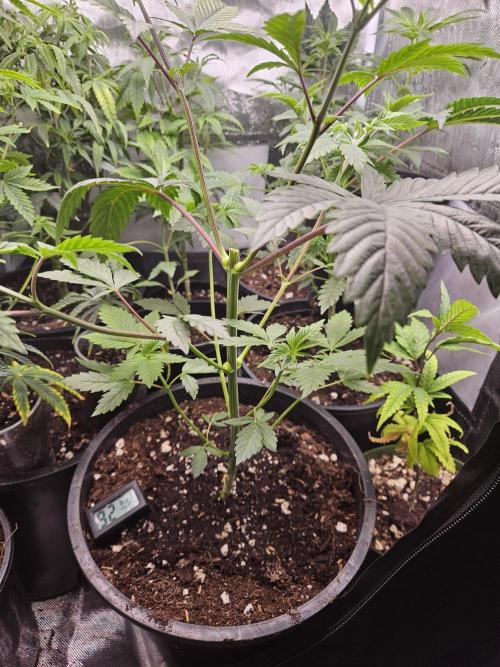 Pheno hunt #. Week 4 - Cherry rainbows 