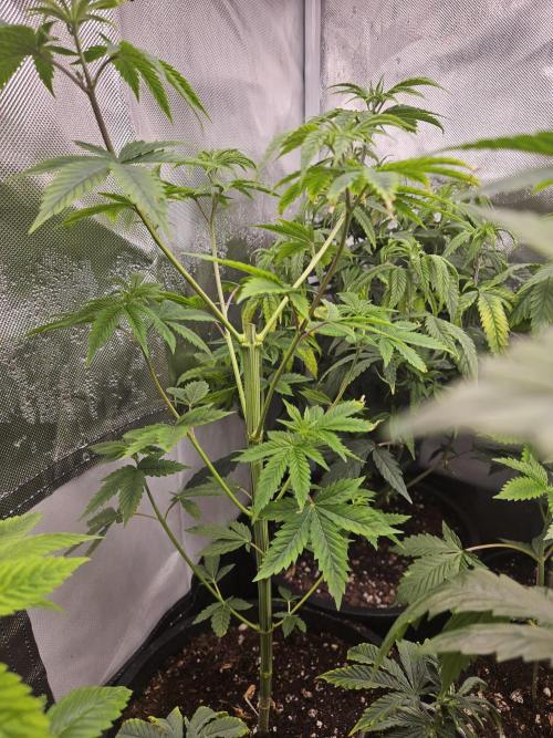 Pheno hunt #. Week 4 - Sunburnt denali