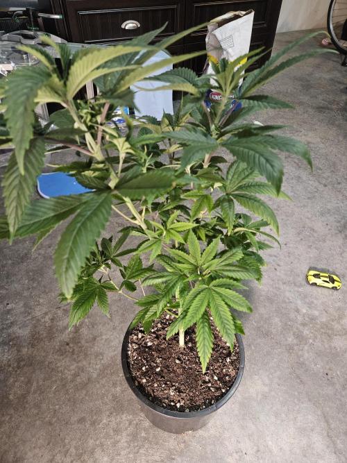 Pheno hunt #. Week 5 - Sunburnt Denali 