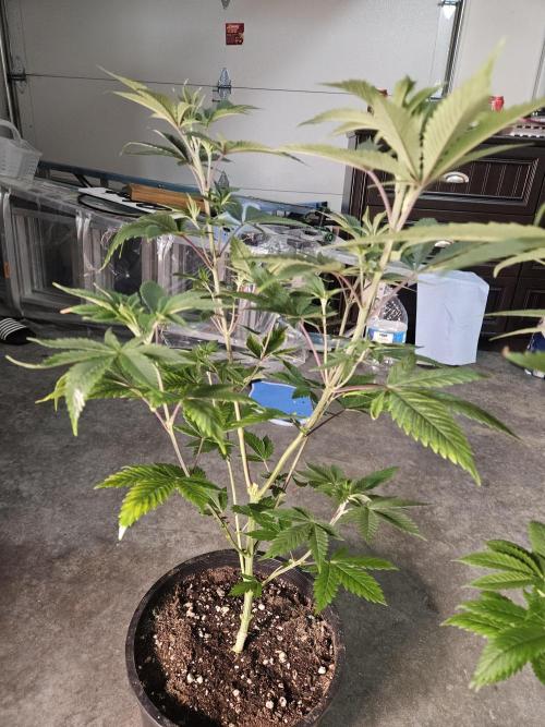 Pheno hunt #. Week 5 - Sunburnt Denali 