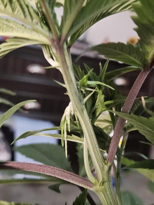 Pheno hunt #. Week 5 - Preflowers growing down and out.