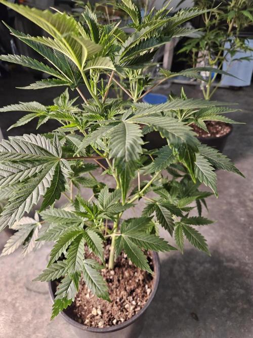 Pheno hunt #. Week 5 - Cherry rainbows 