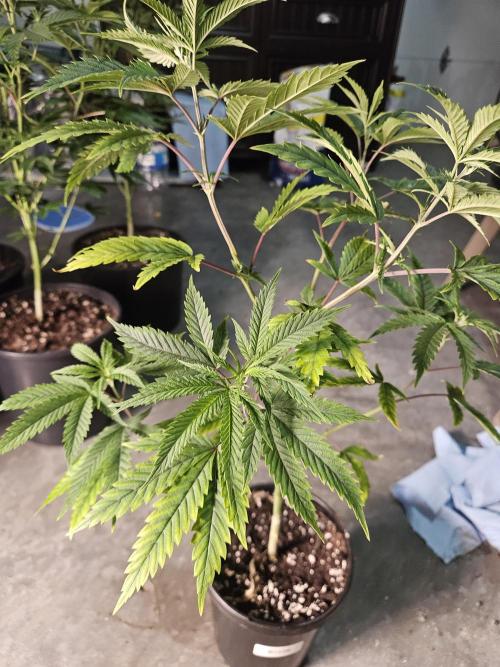 Pheno hunt #. Week 5 - Cherry rainbows 