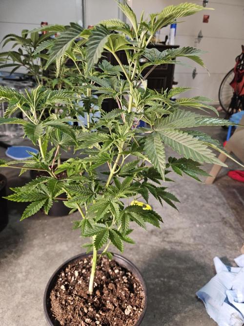 Pheno hunt #. Week 5 - Cherry rainbows 