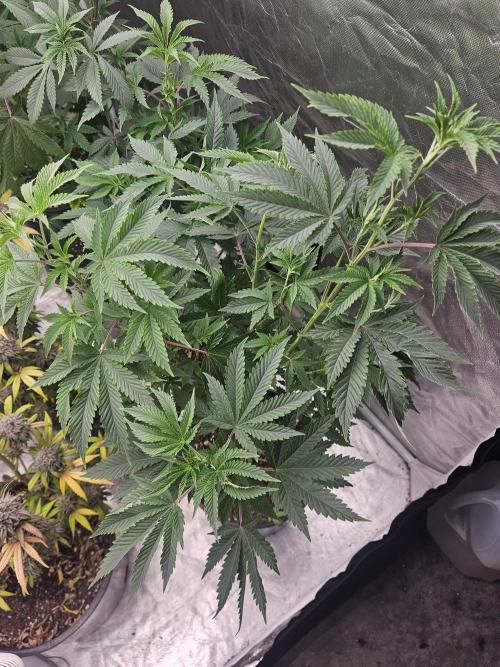 Pheno hunt #. Week 6 - Cherry rainbows #1
