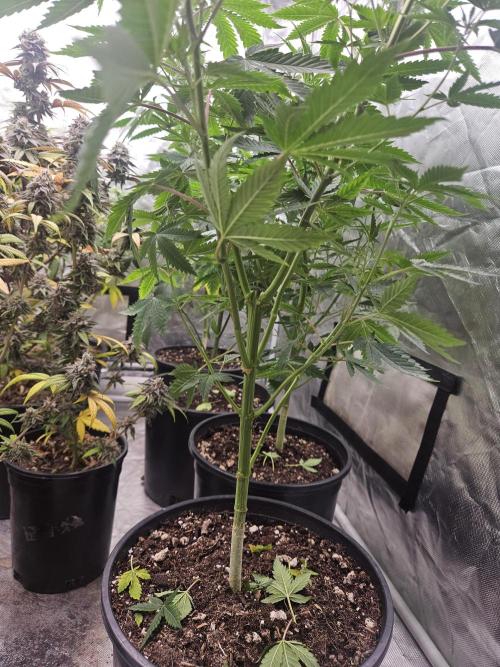 Pheno hunt #. Week 6 - Cherry rainbows #1