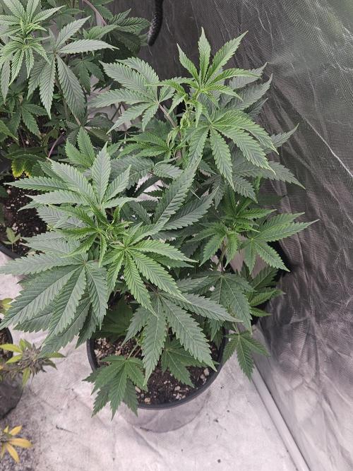 Pheno hunt #. Week 6 - Cherry rainbows #2