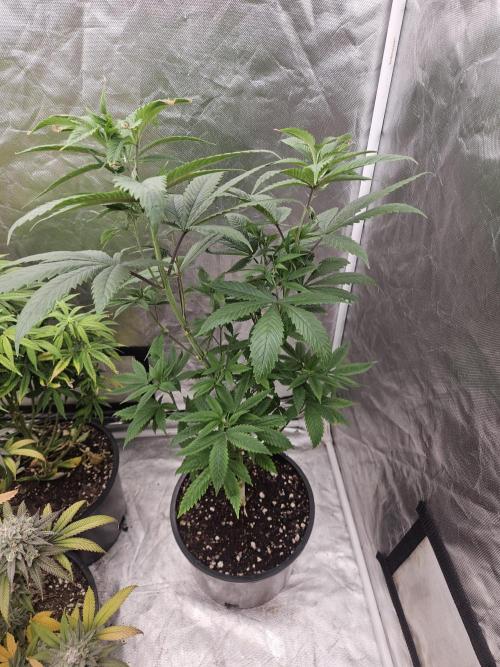Pheno hunt #. Week 6 - Sunburnt Denali #1