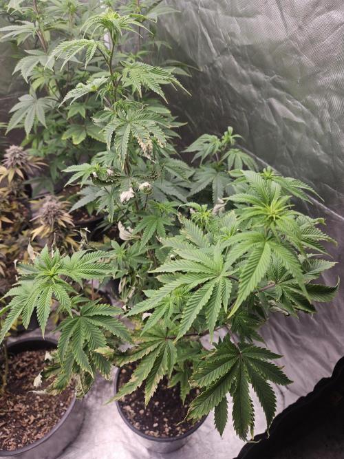 Pheno hunt #. Week 7 - Cherry rainbows missed a watering favorite smelling took cuts