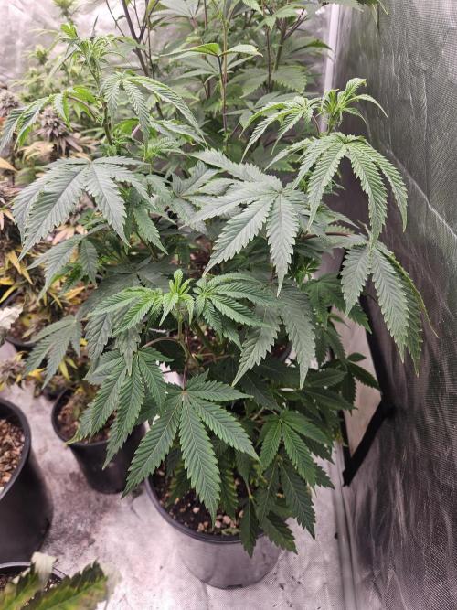 Pheno hunt #. Week 7 - Cherry rainbows 