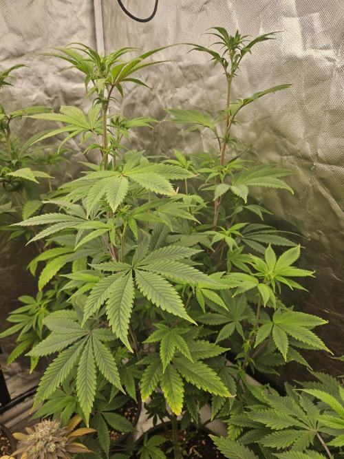 Pheno hunt #. Week 7 - Sunburnt Denali 2.5 stretch
