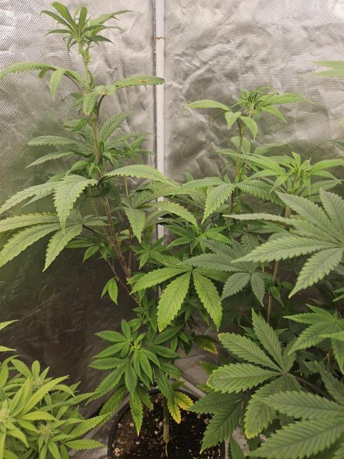 Pheno hunt #. Week 7 - Sunburnt Denali 2.5 stretch