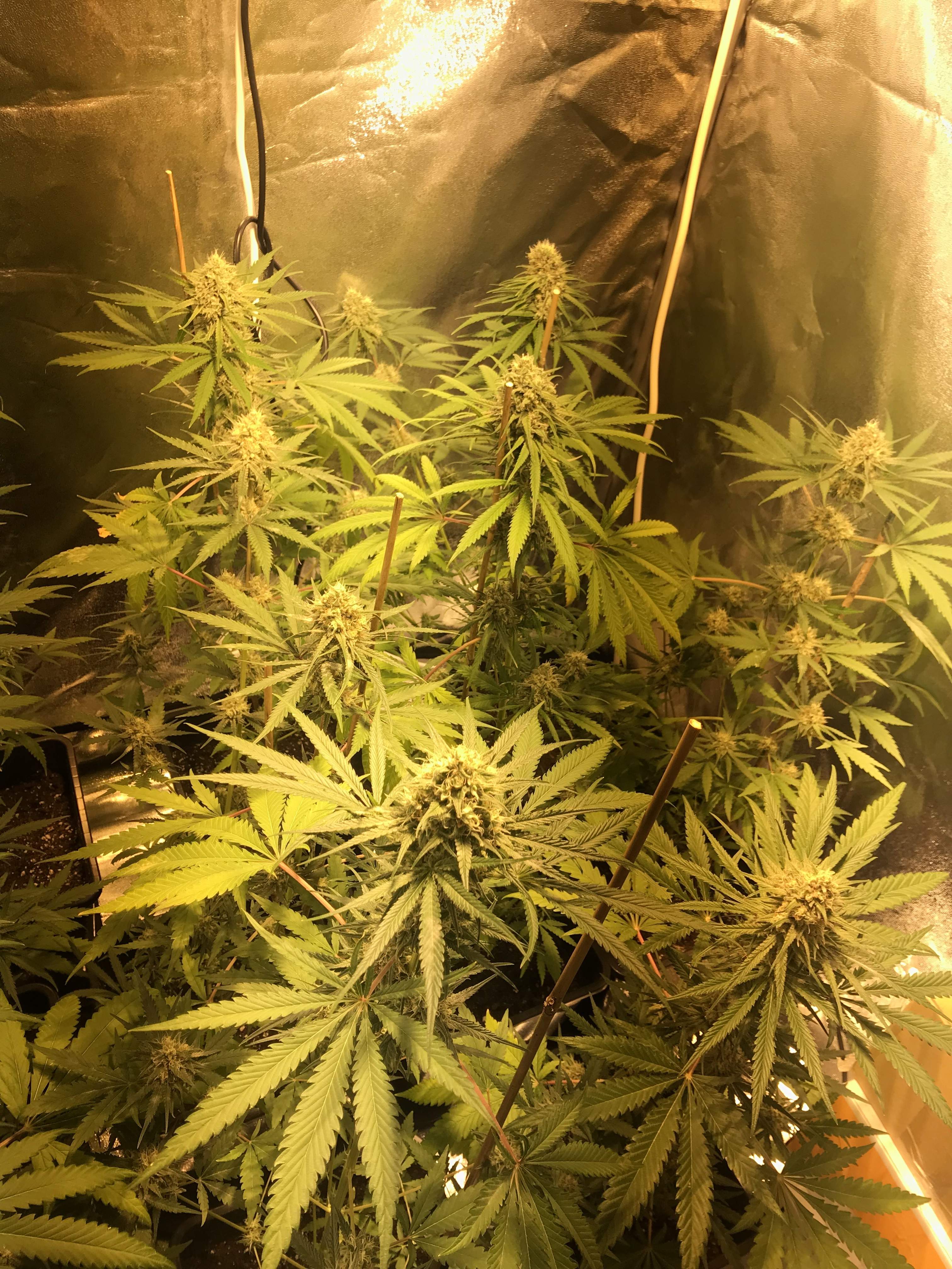 Seedsman Badazz Cookies OG 2 grow diary (journal) week11 by Angi89