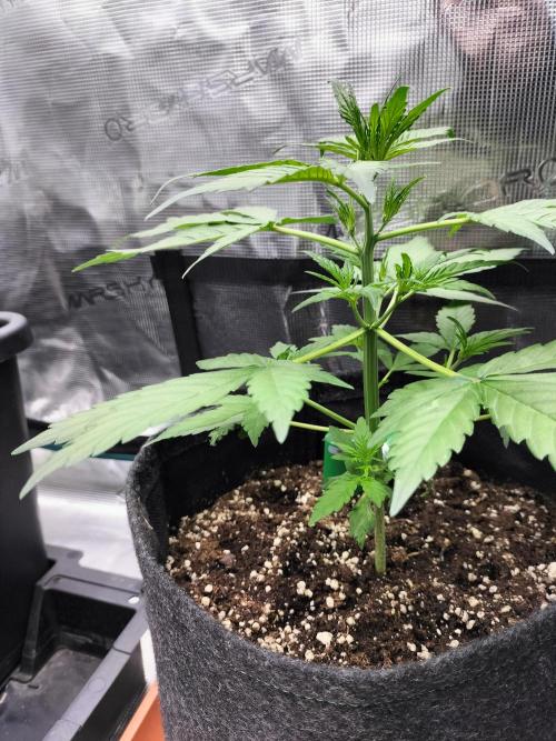 Jack Herer Auto. Week 4