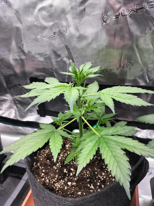 Jack Herer Auto. Week 4