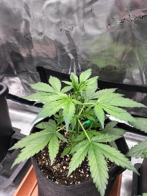 Jack Herer Auto. Week 4