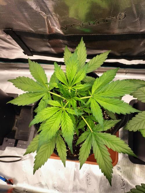 Jack Herer Auto. Week 4