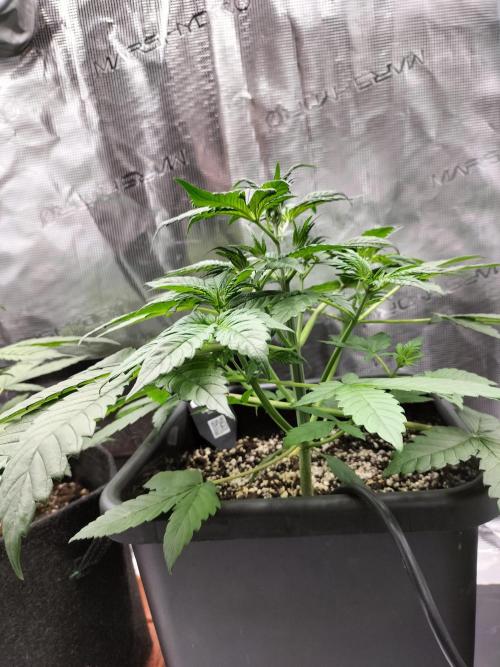 Strawberry Gorilla Auto. Week 4