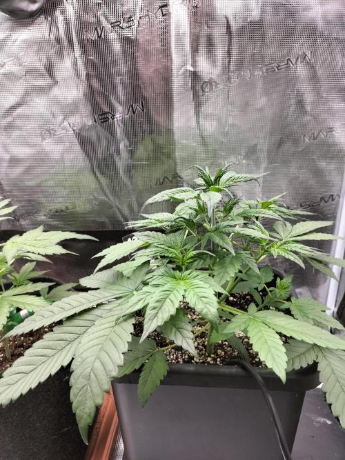 Strawberry Gorilla Auto. Week 4