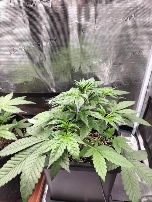 Strawberry Gorilla Auto. Week 4