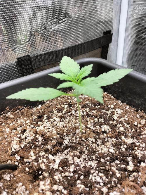 Blackberry Auto #2. Week 1