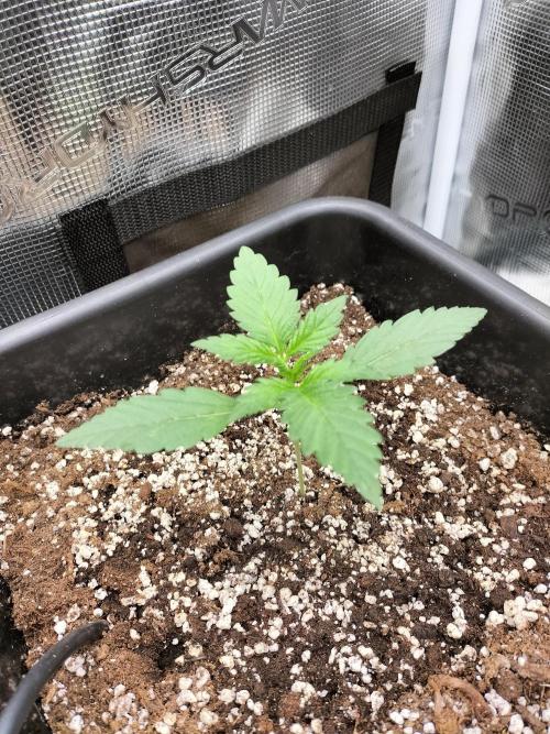 Blackberry Auto #2. Week 1