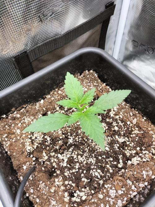 Blackberry Auto #2. Week 1