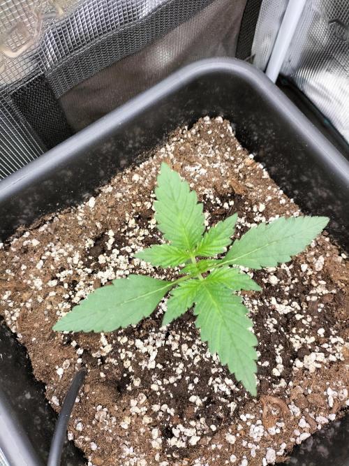 Blackberry Auto #2. Week 1