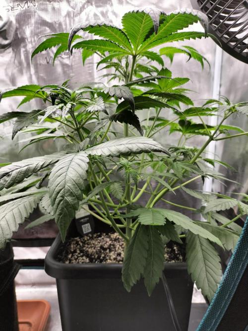 Strawberry Gorilla Auto. Week 5