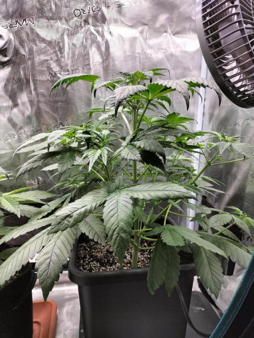 Strawberry Gorilla Auto. Week 5