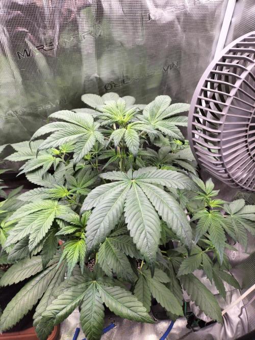 Strawberry Gorilla Auto. Week 5