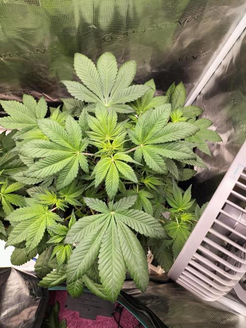 Strawberry Gorilla Auto. Week 5