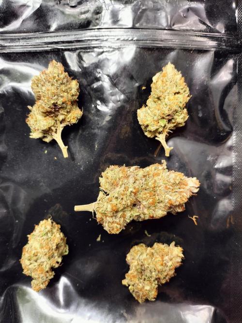 Orange Bud 2.0. Week 15